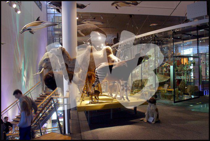 Naturalis museum vvbvanbree 3247