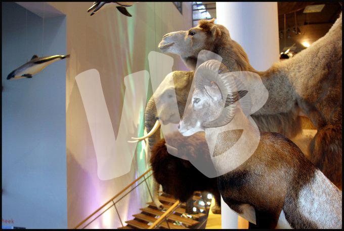 Naturalis museum vvbvanbree 3248
