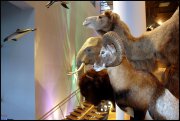 Naturalis museum vvbvanbree 3248