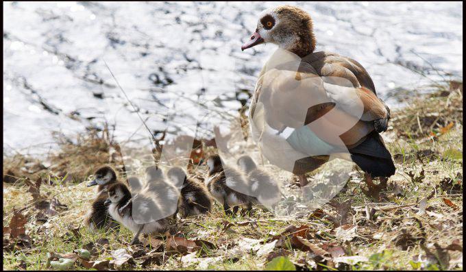 gans met jongen   vvbvanbree 3384
