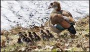gans met jongen   vvbvanbree 3384