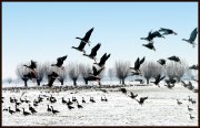 Ganzen in de winter  vvbvanbree 3355
