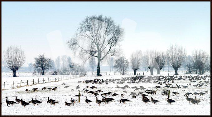 Ganzen in de winter  vvbvanbree 3356
