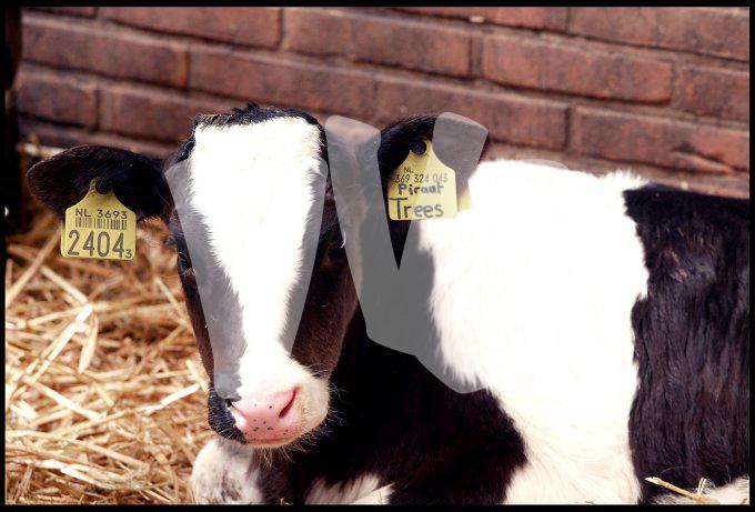 Melkveebedrijf  vvbvanbree 3336