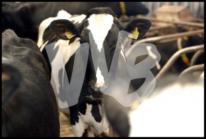 Melkveebedrijf  vvbvanbree 3345