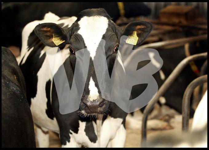 Melkveebedrijf  vvbvanbree 3346
