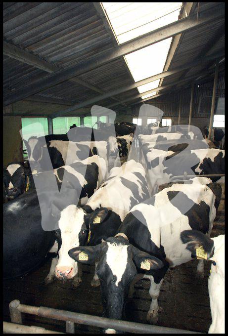 Melkveebedrijf  vvbvanbree 3347
