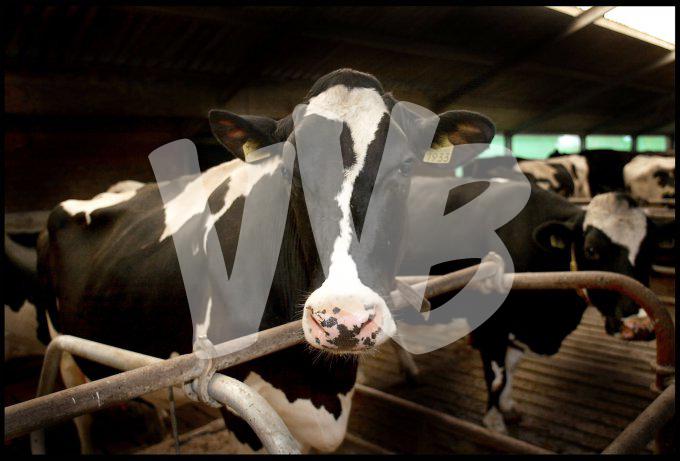 Melkveebedrijf  vvbvanbree 3348