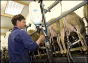 schapenhouderij   vvbvanbree 3372