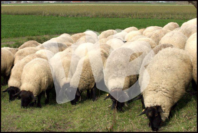 schapenhouderij   vvbvanbree 3373