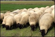 schapenhouderij   vvbvanbree 3373