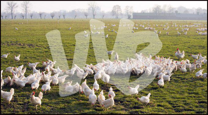 scharrelkippen   vvbvanbree 3363