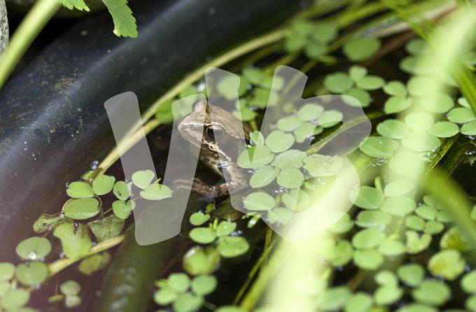 vvbvanbree bloemen en planten j  3169