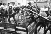 Molukse rellen vvbvanbree4624