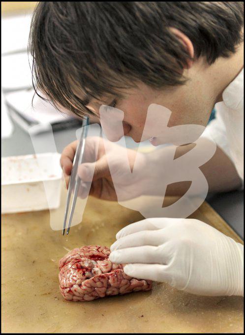 vvbvanbree practicum2034