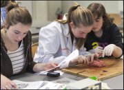 vvbvanbree practicum2035