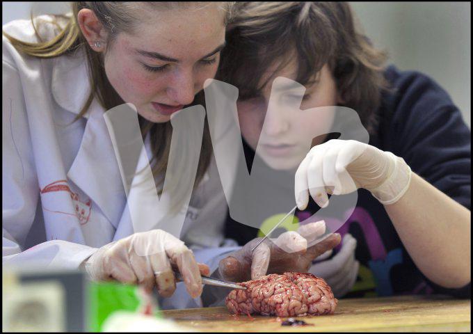 vvbvanbree practicum2036