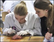 vvbvanbree practicum2037