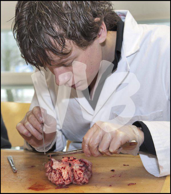 vvbvanbree practicum2039