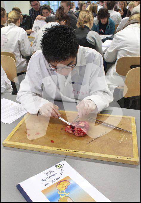vvbvanbree practicum2040