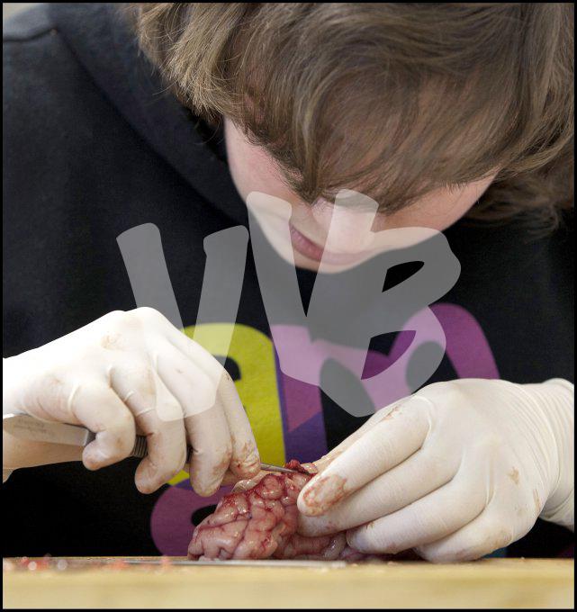 vvbvanbree practicum2042