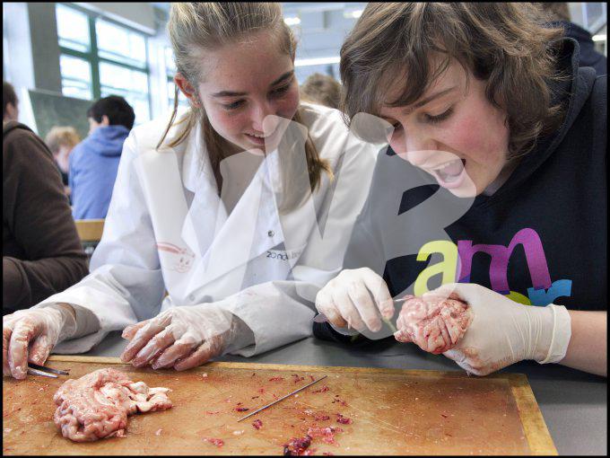 vvbvanbree practicum2043