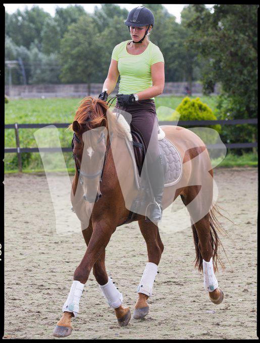 paardensport dressuur unicum vvbvanbree 2338