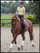 paardensport dressuur unicum vvbvanbree 2338