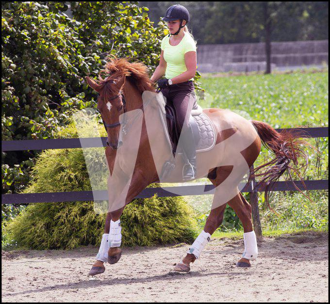 paardensport dressuur unicum vvbvanbree 2339