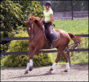 paardensport dressuur unicum vvbvanbree 2339