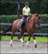 paardensport dressuur unicum vvbvanbree 2340