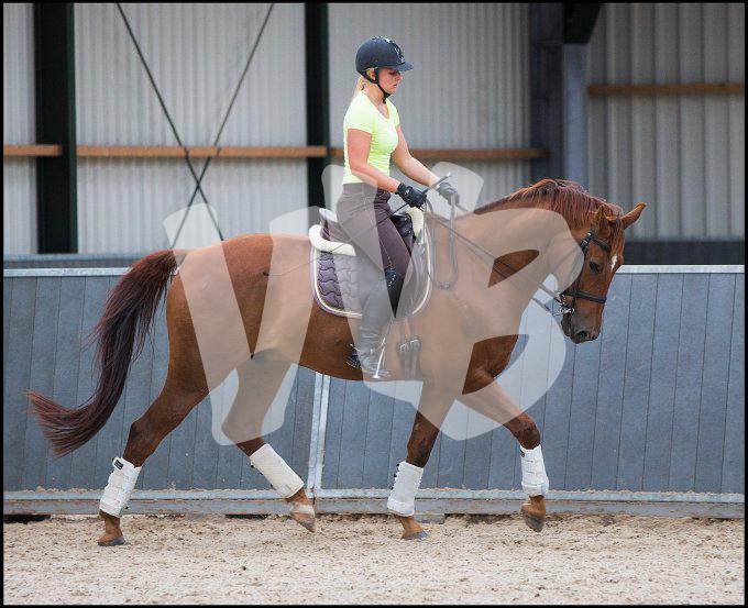 paardensport dressuur unicum vvbvanbree 2341