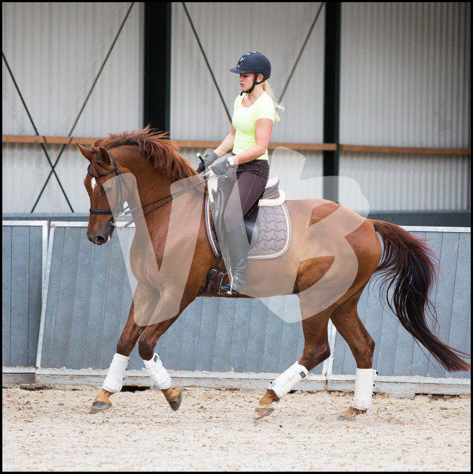 paardensport dressuur unicum vvbvanbree 2342