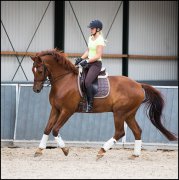 paardensport dressuur unicum vvbvanbree 2342