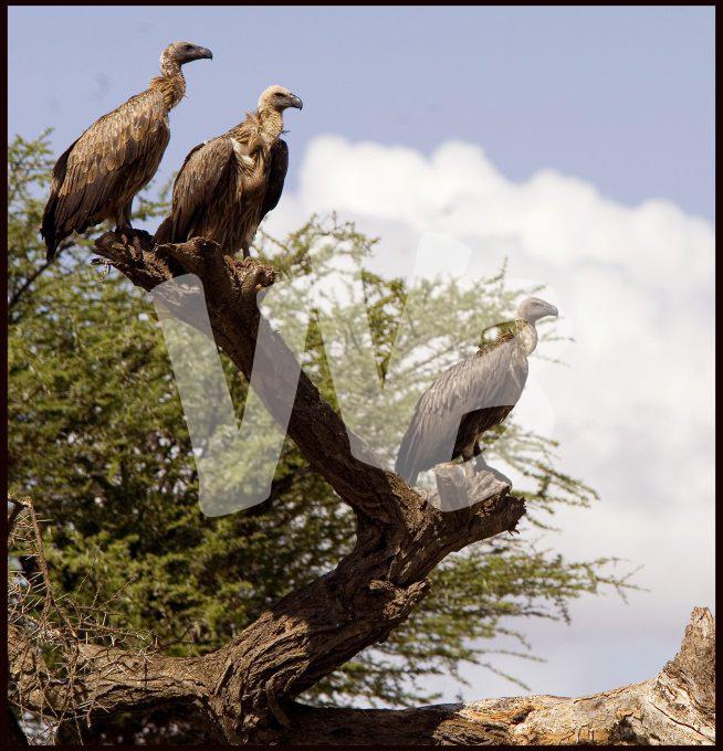 Ethiopie vvbvanbree  2307