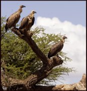 Ethiopie vvbvanbree  2307