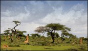 Ethiopie vvbvanbree  34 kopie