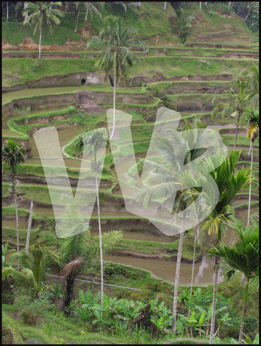 Indonesie  vvbvanbree 3896