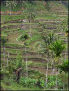 Indonesie  vvbvanbree 3896