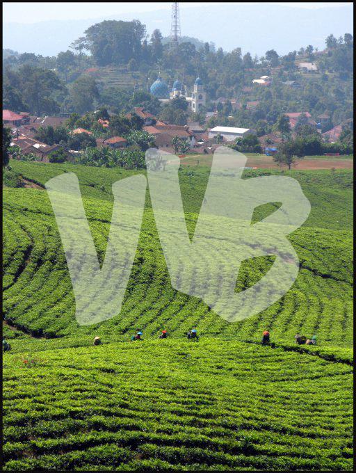 Indonesie  vvbvanbree 3934