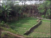 Indonesie  vvbvanbree 4085