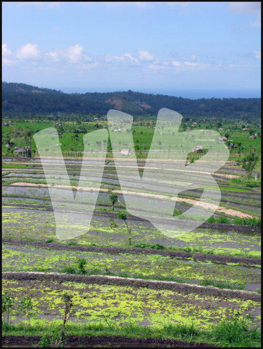 Indonesie  vvbvanbree 4148