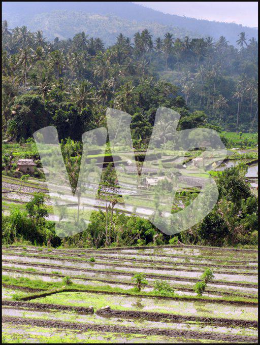 Indonesie  vvbvanbree 4149