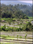 Indonesie  vvbvanbree 4149