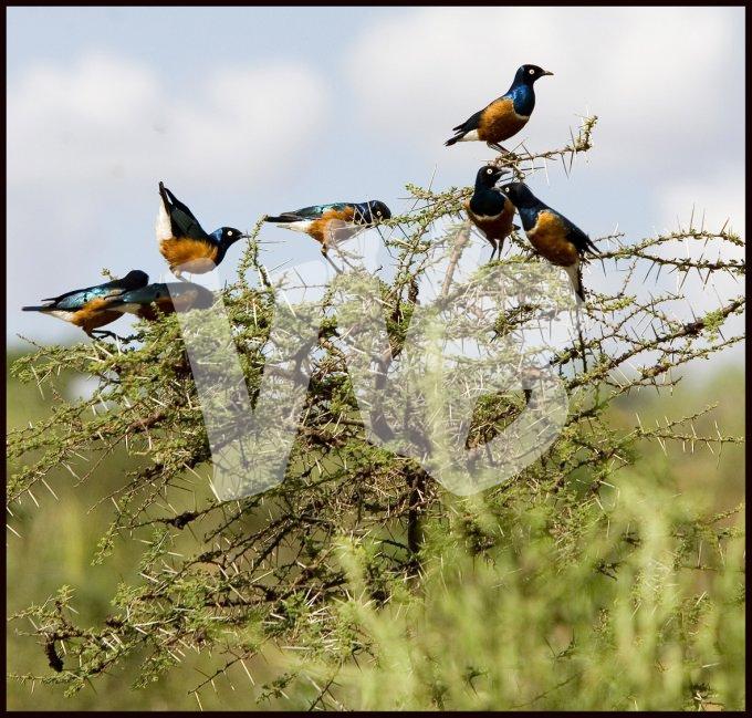 Ethiopie vvbvanbree  2308 kopieÌren