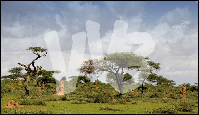 Ethiopie vvbvanbree  34 kopie kopieI