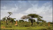 Ethiopie vvbvanbree  34 kopie kopieI