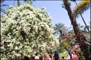  marrakech vvbvanbree  6082 kopiëren