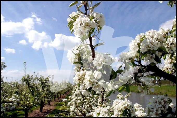 Appelbloessem in Schuytgraaf   vvbvanbree  2303