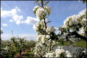 Appelbloessem in Schuytgraaf   vvbvanbree  2303